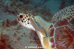 Green Sea Turtle in the algae on the way to the Big Coral... by Michael Kovach 